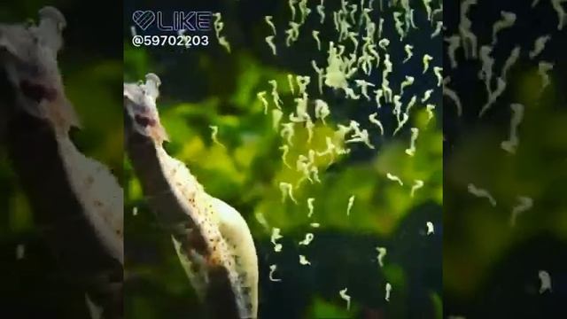 Как рождается морской конек смотреть онлайн