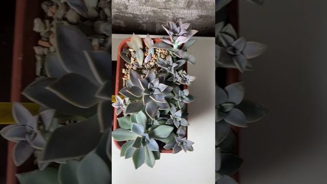 Граптопеталум пахифитум суккулент СПб смотреть онлайн