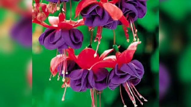 Кок ухаживать за фуксией в домашних условиях? смотреть онлайн