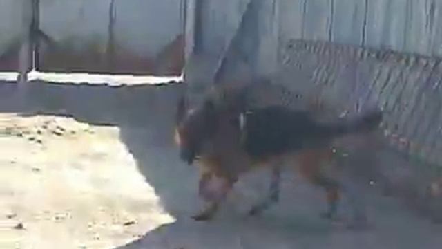 Джульбарс и мы смотреть онлайн