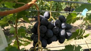 виноград Багратион