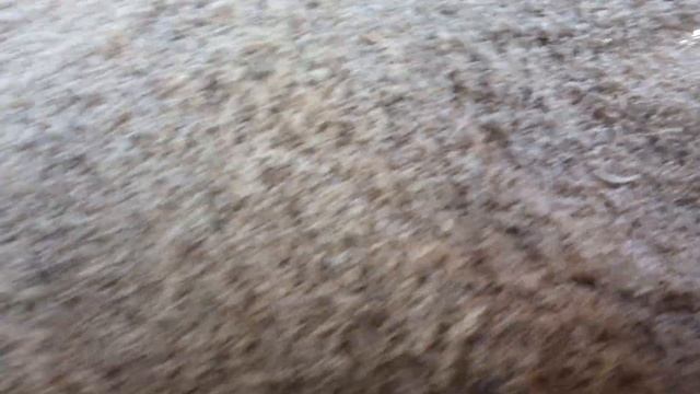 Амарант: выращивание и уход на приусадебном участке_4 смотреть онлайн