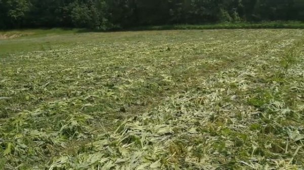 Борщевик и борьба с ним. продолжение