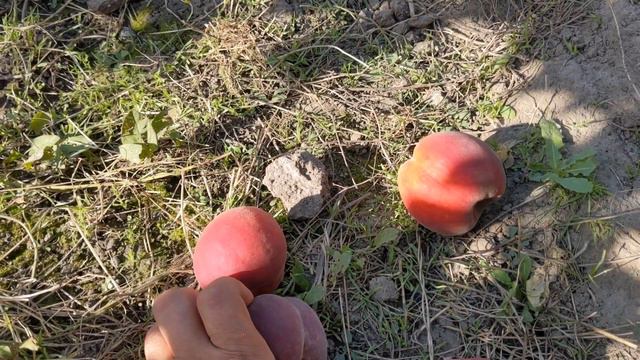 Персик Роял Прайд завершує сезон! смотреть онлайн