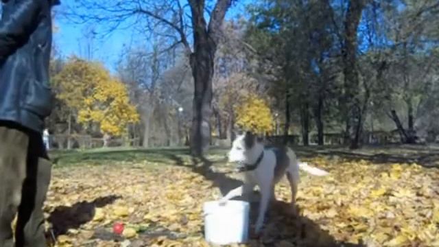 Видео №7 Будни моих Барбосов смотреть онлайн