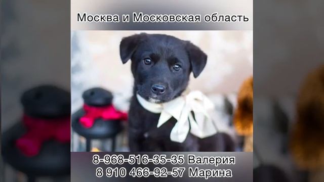 Московская область! Щенята ищут дом! смотреть онлайн