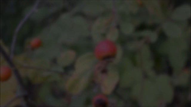 (The Northwest Forager) Ep. 8 Autumn Equinox - FALL смотреть онлайн