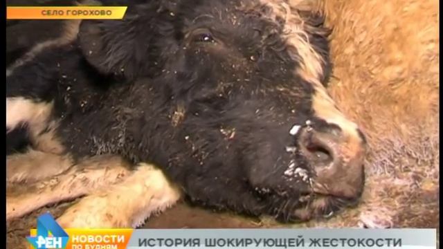От голода и жажды умирают коровы в селе Горохово Иркутского района смотреть онлайн
