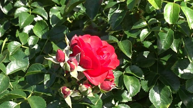 Rosa ´Sorrento´