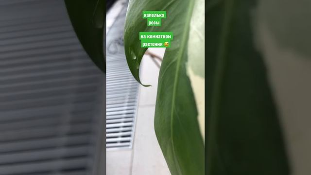 #дом #дизайнинтерьера #декор #растения капельки росы на комнатном растении во как смотреть онлайн