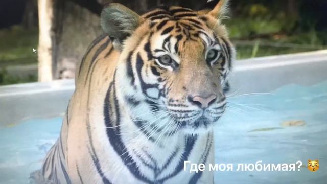 Tiger Kingdom Phuket / Даёшь свободу тиграм!! смотреть онлайн