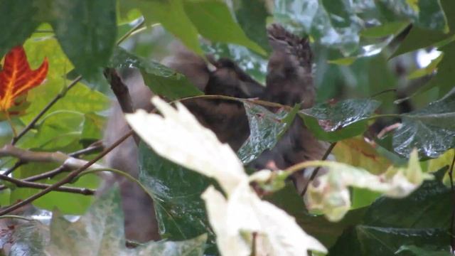 Ушастая сова в Анапе смотреть онлайн