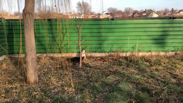 Не степенная французская бульдожка Мирка