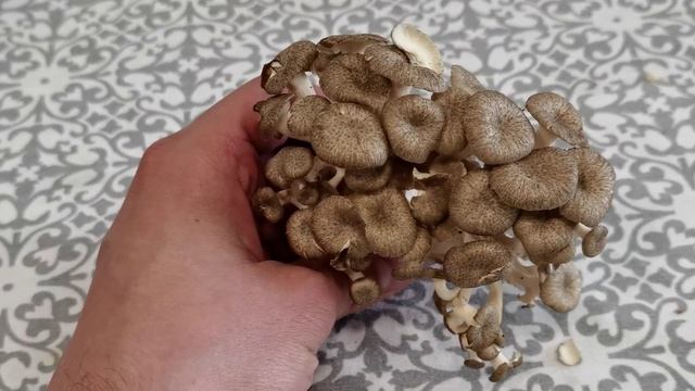 Dos propiedades médicinales más de Polyporus umbellatus. смотреть онлайн