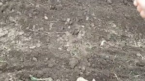 посев люцерны в ручную