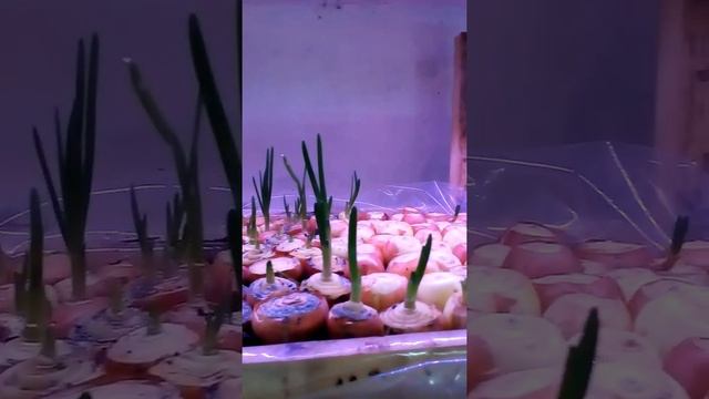выращивание лука на перо в домашних условиях часть 2 смотреть онлайн