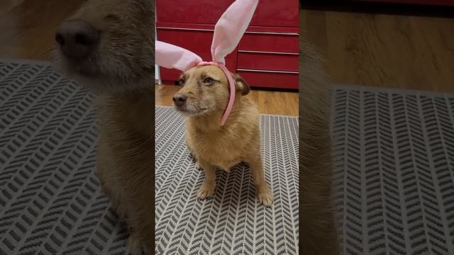 Поденгу Челси "косит" под зайчика... смотреть онлайн