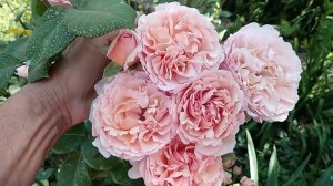 Розы. Рекомендую: удачные покупки - Роза Принцесса Шарлен де Монако.