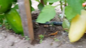 Сорт перца Князь серебрянный 05,08,2023