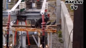 Кота ударило током в 35000 вольт. Кот остался жив 🐈 😳