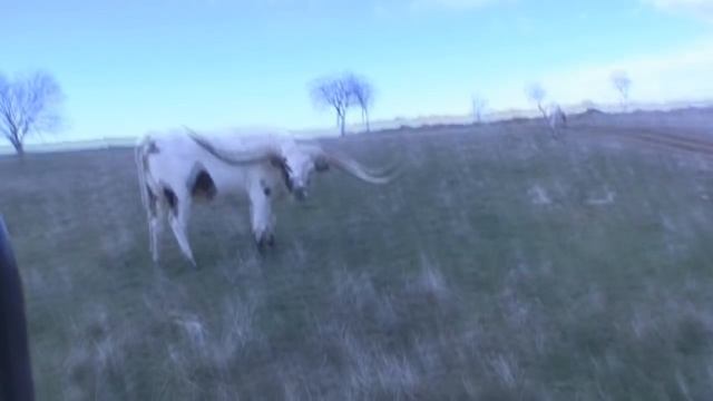 Texas Longhorns - Longhorn Cattle Ranch - Stark Ranch