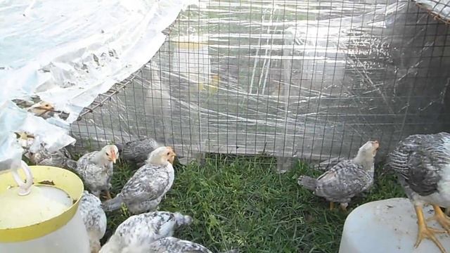 Самая продуктивная яичная порода кур Цыплята Борковская Барвистая Серебристый леггорн смотреть онлайн