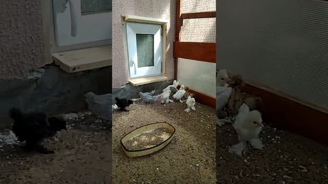 Маленькие Султанки осваивают новый вольер смотреть онлайн