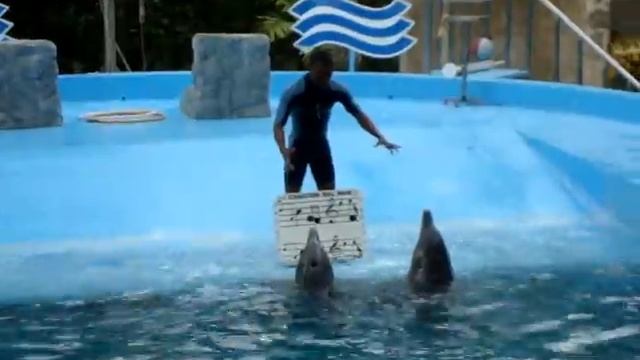 Дельфины поют песни в Манати Парк, Доминикана смотреть онлайн