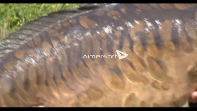 AvidCarpers Часть 4