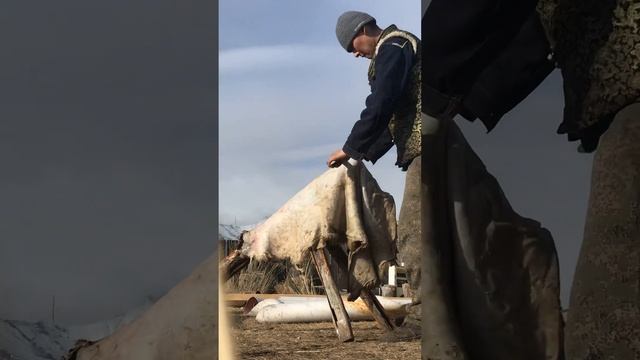 Предоставляю услуги по выделке шкур животных) Улан-Удэ смотреть онлайн