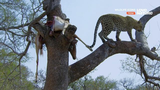 Легенды / Герои дикой природы / Wildlife Icons Серия 4 Большие кошки Африки / Africa's Big Cats смотреть онлайн