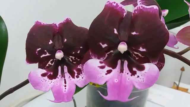 Красивое начало цветения орхидей смотреть онлайн