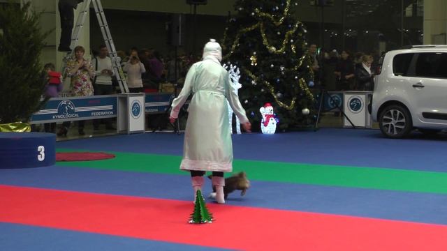 Танцы с собаками. Чемпионат РКФ - 2014. смотреть онлайн