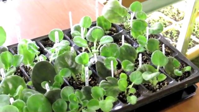 Как укоренить большое количество черенков фиалки занимая минимум места. смотреть онлайн