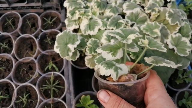 Результат укоренения плющелистной герани смотреть онлайн