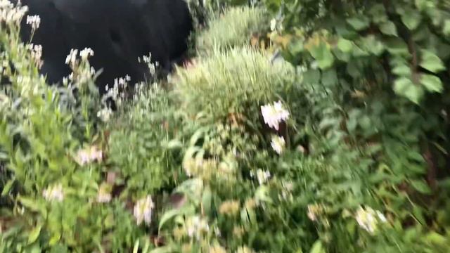 Обрезал клубнику сходил на волгу нарвал абрикос, и у нас холодно +15. Это что то смотреть онлайн