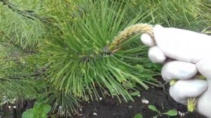 Формируем горную сосну