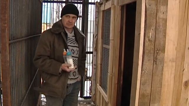 Тигры на Садгороде смотреть онлайн