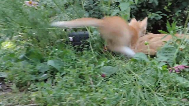 Рыжая кошка Солнышко с котятами Siberian Cat Solnyshko and Kittens Koshlandia смотреть онлайн