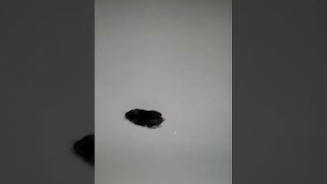 Джунгарики плавают🐡 смотреть онлайн
