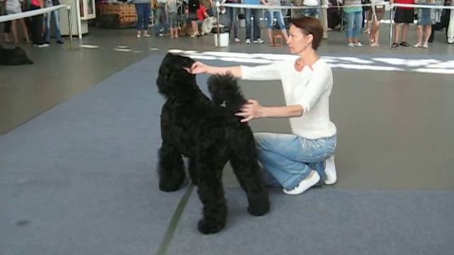 С Теплых Звезд УРАНИЯ "Сузір"я Великого Пса" Харьков . смотреть онлайн