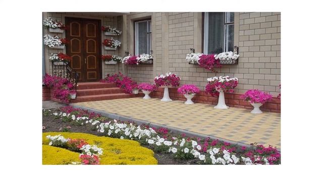 Как красиво посадить петунии в саду | на даче смотреть онлайн