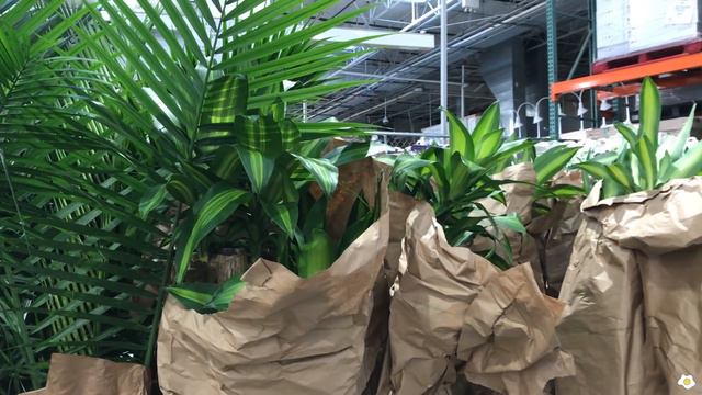 Tons of HUGE Tropical Plants at Costco (Spring 2021) | LOWEST Price for Bird of Paradise смотреть онлайн