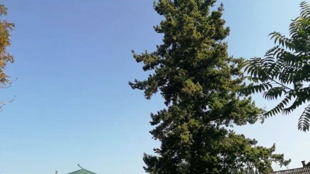 Дуглассия или Псевдотсуга Мензиса (Pseudotsuga menziesiiPseudotsuga menziesii). смотреть онлайн