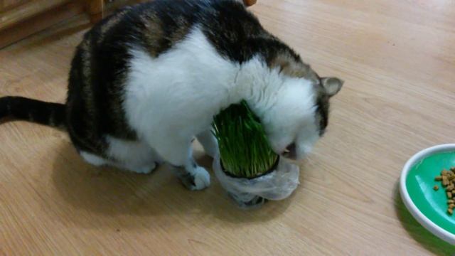 Котик Лаваш. Чем лучше всего кормить кота. Корм Pro Plan и Royal Canin. Зачем кошкам трава смотреть онлайн