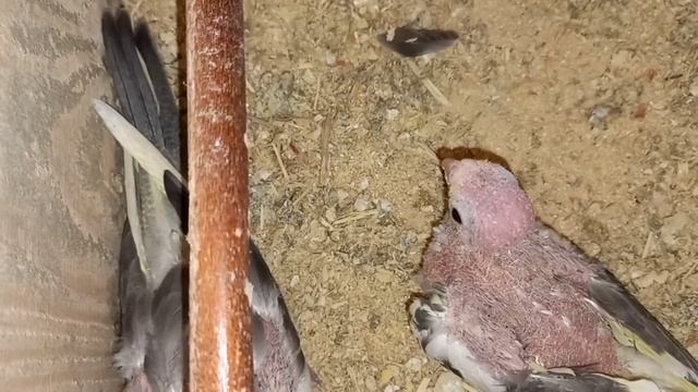 Разведение корелл, птенцы корелл с плохим оперением. Почему птенцы корелл с плохим оперением? @ смотреть онлайн