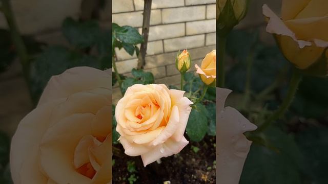 ЧАЙНАЯ РОЗА ??? ROSE смотреть онлайн