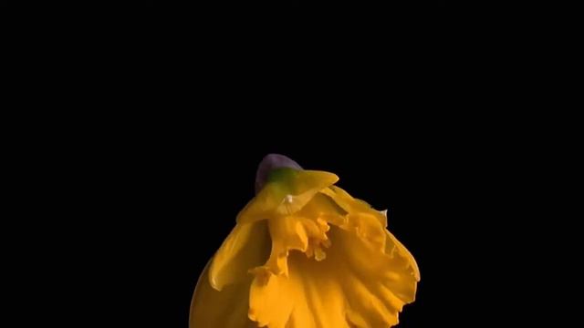 flowers bloom, inspiration. [fast+] смотреть онлайн