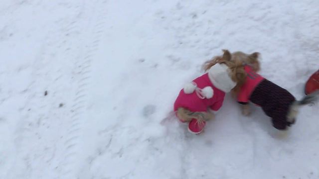 Йоркширский терьер{)/ Прогулка! смотреть онлайн