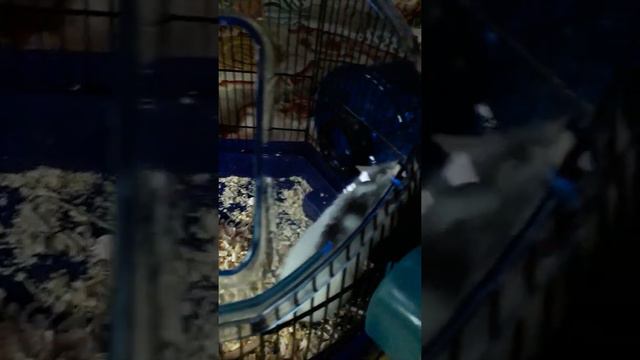 VLOG.the rat gave birth. Крыска родила 9 крысят .Заботливая мама. смотреть онлайн